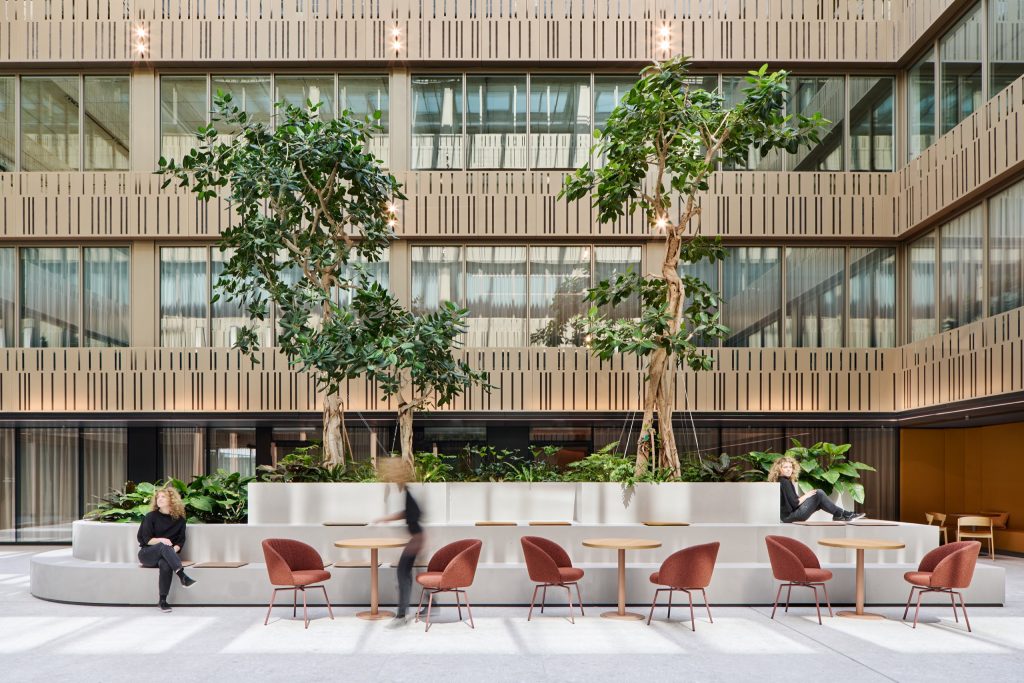 Two mature fig trees rising from a tiered planter bench, cafe tables and boucle chairs in front